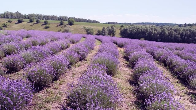 Lavender field landscape with magenta colors against blue sky. Blooming Lavandula flowers with violet bushes at an agricultural terrain