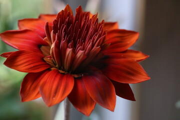 red dahlia flower, beautiful bright red flower macro