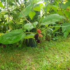 Mulberry tree in the jungle of the mountainous part near Mount Duarte near the town of Jarabacoa Dominican Republic
