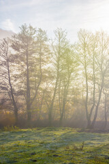 countryside landscape on a misty sunrise. wonderful nature fall scenery in morning light. deciduous forest on a green grassy meadow in fog. stunning weather in autumn