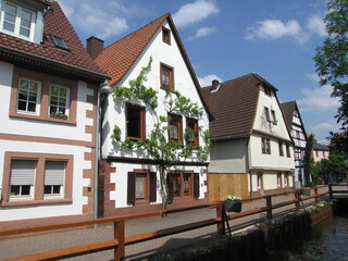 Haus mit Weinranken in Annweiler am Trifels