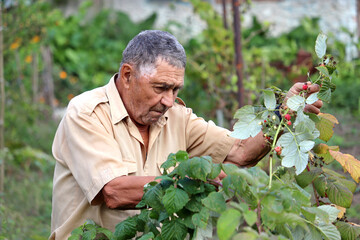 Old farmer harvesting raspberry in summer garden. Elderly man with berries crop