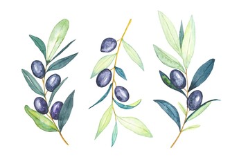 Set of watercolor olive branches, hand-drawn illustration
