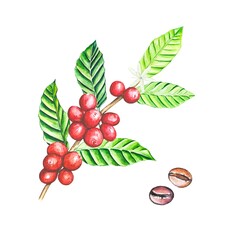 Branch with ripe coffee berries, watercolor illustration isolated on white background