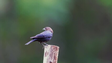Brown headed cowbird eating seeds, slow motion