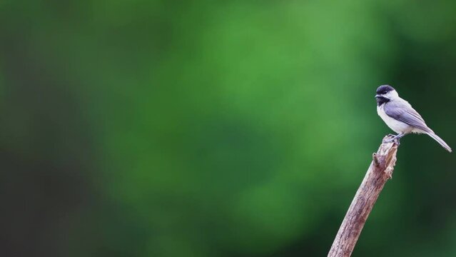 Black-capped chickadee perched on a branch, slow motion