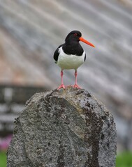 atlantic puffin or common puffin