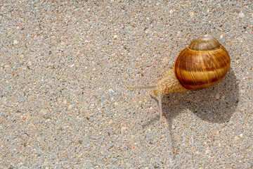 Photo of a snail crawling on a pavement in the city