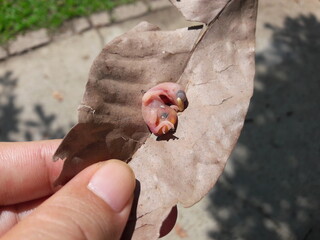 Newly hatched (Japanese white-eyed) baby. 3 cm in size. There are also egg shells on top. The newly hatched dead bird on the tree fell to the ground.