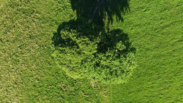 Ch&acirc;taignier vu de haut poss&eacute;dant un large houppier. Arbre massif plac&eacute; au centre d'un champ vert.