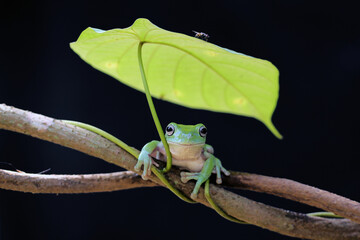 frog on a branch
