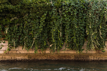Architectural detail of an old charming facade with green plants hanging over in Venice, Italy 