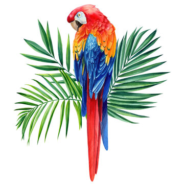 Watercolor floral exotic illustration with parrot, tropical leaves palm. Macaw red