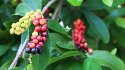 Thai Blueberry fruit on tree. Close up Mhakmao (Antidesma puncticulatum Miq) Thai fruit with medicinal properties detoxifying and anticancer on blurred green background. Selective focus
