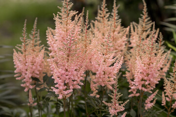 Summer border or background with a pink flower. Beautiful nature scene with a blooming tree. Beautiful, healthy astilba, blooming in shades of pink. copyspace.