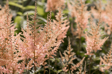Summer border or background with a pink flower. Beautiful nature scene with a blooming tree. Beautiful, healthy astilba, blooming in shades of pink. copyspace.