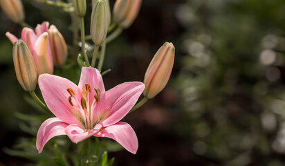 Naklejka premium Summer photo or background with pink flowers. Beautiful nature scene with a flowering tree. Beautiful healthy lilies blooming in a pink shade.