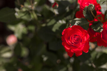 Red roses in the garden at sunset. The background image is green-red. Natural, environmentally friendly natural background. A copy of the place for the text.