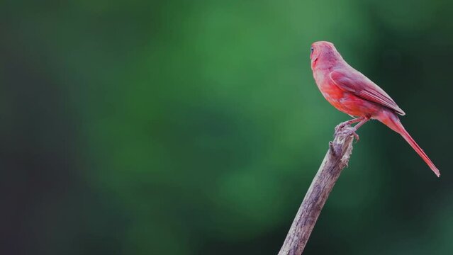 Male Cardinal perching and taking off from branch