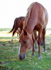 Naklejka na ściany i meble A horse of brown color eats grass on the background of a blurred field.