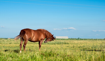 Obraz premium A brown horse in a field against a background of a blurred field and a blue sky.