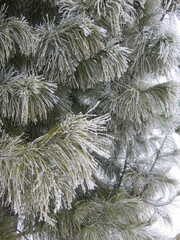 Branches of a pine tree covered with frost