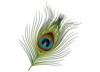 Obraz premium von Hand gezeichnete Pfauenfeder