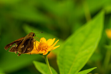 A little butterfly perched on a small yellow flower