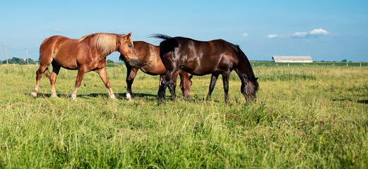 A herd of horses in a field in summer. Horses graze on the background of a blurred field