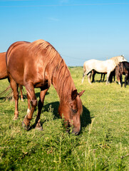 Obraz premium A horse of brown color eats grass on the background of a blurred field.