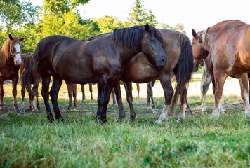 Beautiful horses on the pasture in summer. Blurred background