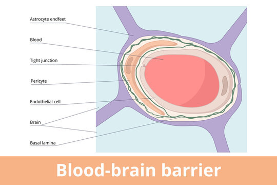 Blood-brain barrier. The anatomical structure of the blood-brain barrier is formed by astrocyte endfeet, basal lamina, pericyte, endothelial cells, and tight junctions.