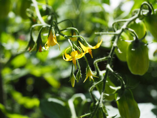 Obraz premium Young cherry tomatoes