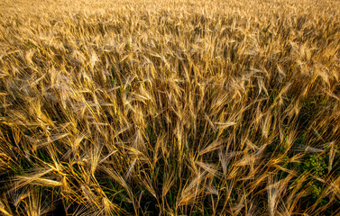 Gold wheat wheat and rye field. Agriculture background