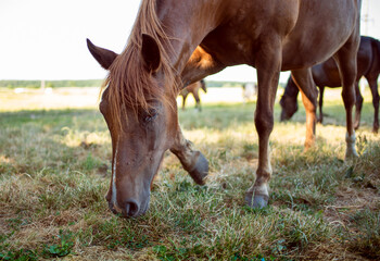 Naklejka na ściany i meble A horse of brown color eats grass on the background of a blurred field.