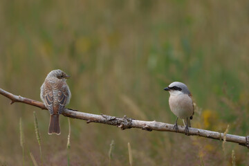 Obraz premium Neuntöter 