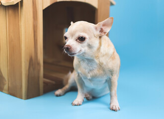 image of brown  short hair  Chihuahua dog sitting in  front of wooden dog house,  isolated on blue background.