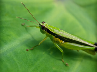 Fototapeta premium grasshopper on the grass