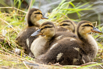 Four adorable and cute little ducklings, mallard (Anas platyrhynchos) resting together in the grass - 516550681