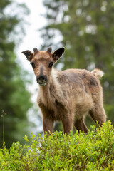 Young domestic reindeer calf looking curiously on a sunny summer day near Kuusamo, Finland, Northern Europe	