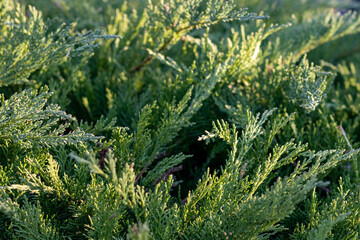 Closeup of evergreen plants, background 