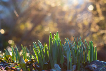 Green plants growing in sunlight against bokeh background, closeup and selective fcous