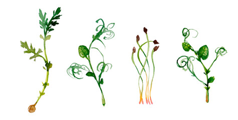 Collage of watercolor different microgreens on a white background. Selective focus. nature.