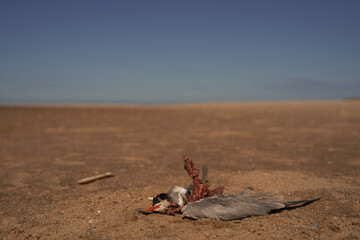 A dead Common Tern (Sterna hirundo) lying in the sand on the beach with a bleu sky
