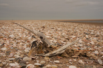 A dead Little Tern (Sternula albifrons) lying on the beach