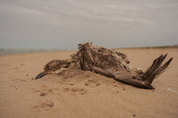 Fototapeta na wymiar A dead juvenile Great black-backed Gull (Larus marinus) lying in the stand on the beach