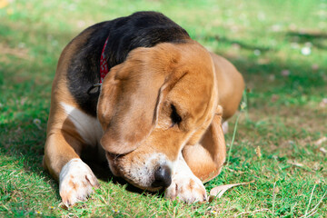 cute beagle dog sleeping on grass in nature in summer