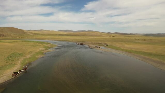 Aerial dolly of Horses drinking and bathing in wide river in Mongolian steppe in daytime