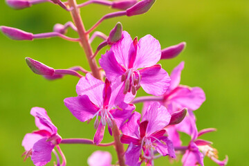 Pink flowers Rosebay Willowherb (Epilobium angustifolium) close up