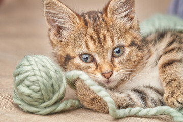 Fototapeta na wymiar Cute striped kitten lies relaxed with a woolen ball